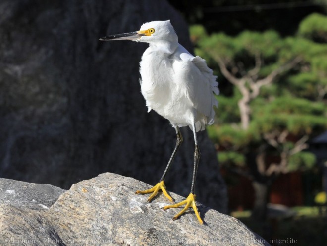 Photo d'Aigrette