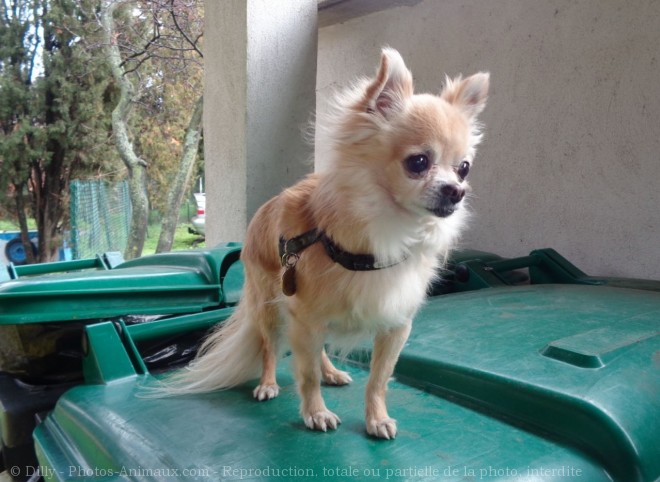 Photo de Chihuahua  poil long