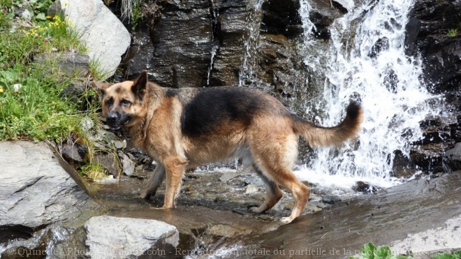 Photo de Berger allemand  poil court