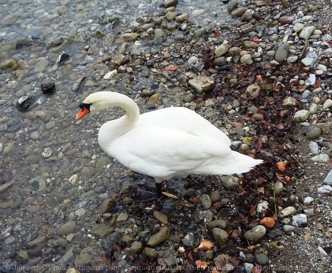 Photo de Cygne