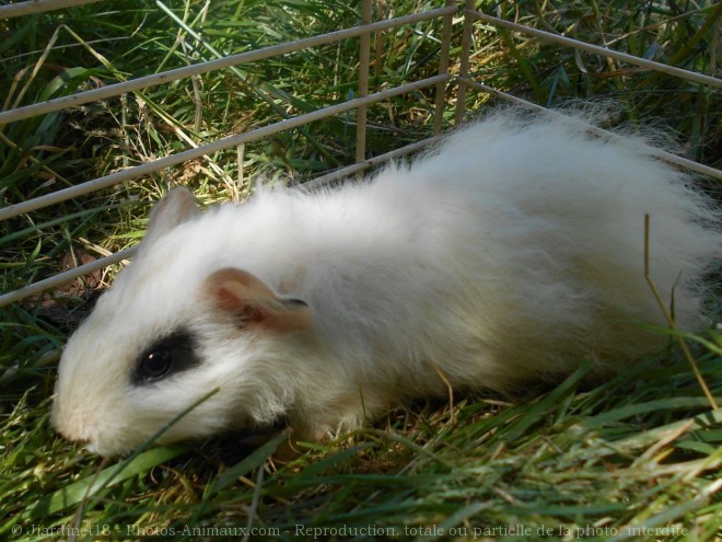 Photo de Cochon d'inde