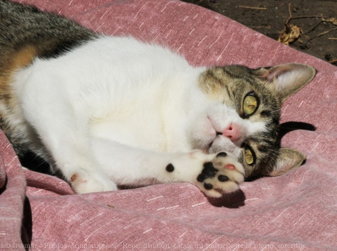 Photo de Chat domestique