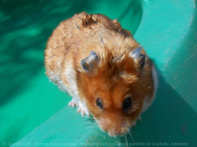 Photo de Hamster