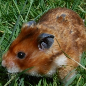 Photo de Hamster