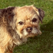 Photo de Border terrier