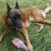 Photo de Berger belge malinois