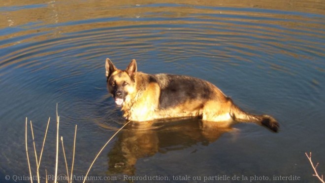 Photo de Berger allemand  poil court