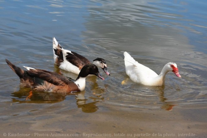 Photo de Canard