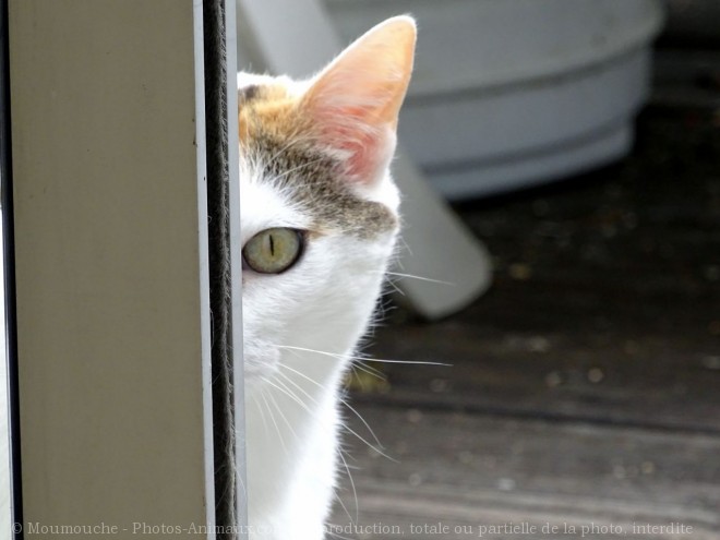 Photo de Chat domestique