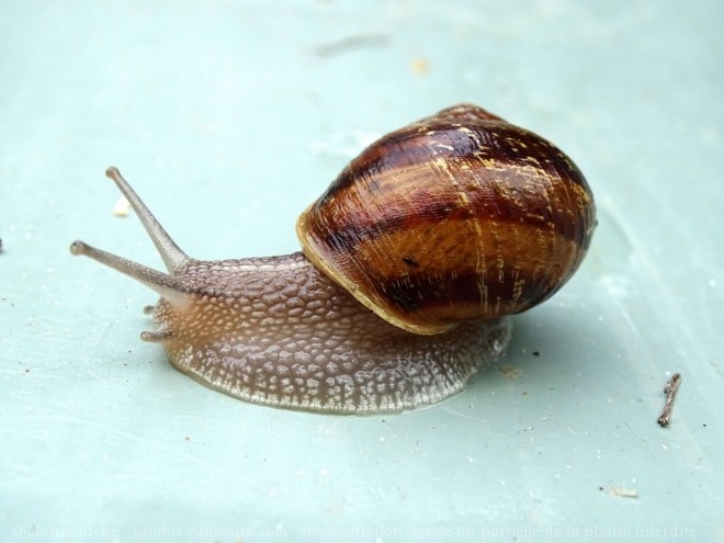 Photo d'Escargot