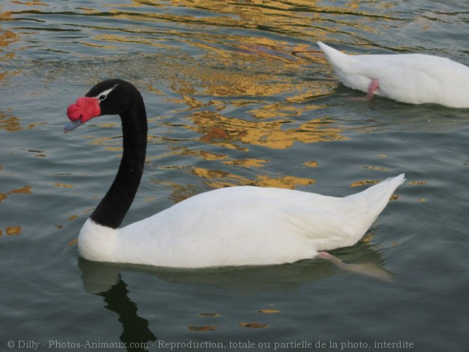 Photo de Cygne