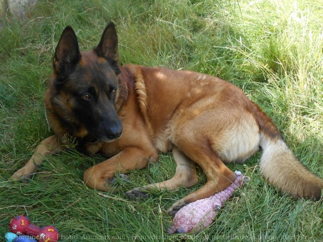 Photo de Berger belge malinois