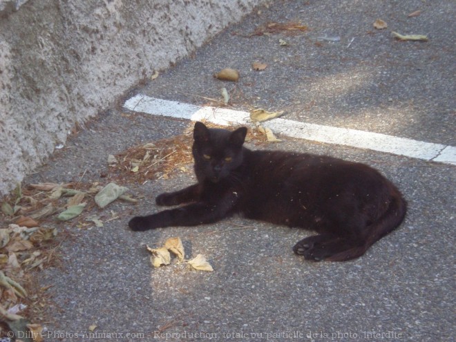 Photo de Chat domestique