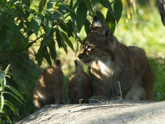 Photo de Lynx