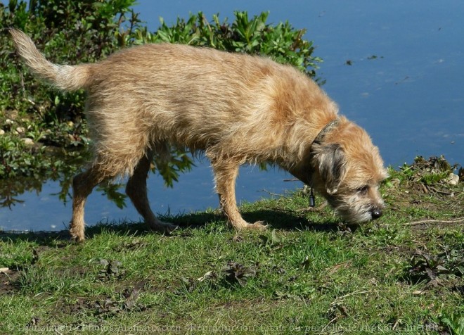 Photo de Border terrier