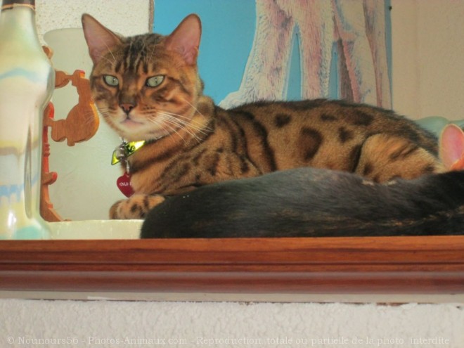 Photo de Bengal