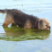 Photo de Border terrier