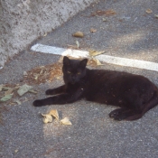 Photo de Chat domestique