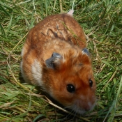 Photo de Hamster