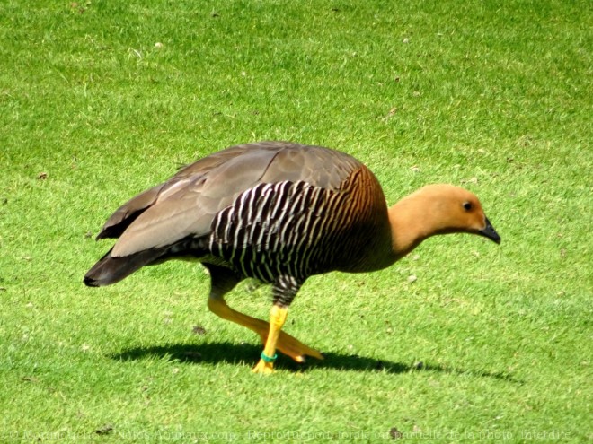 Photo de Canard