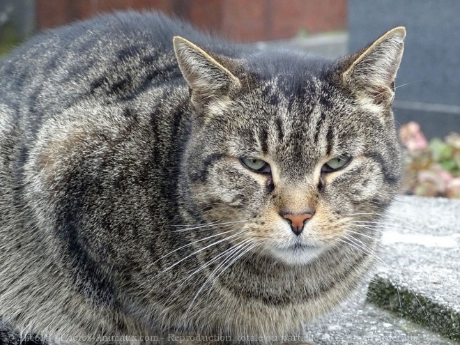 Photo de Chat domestique