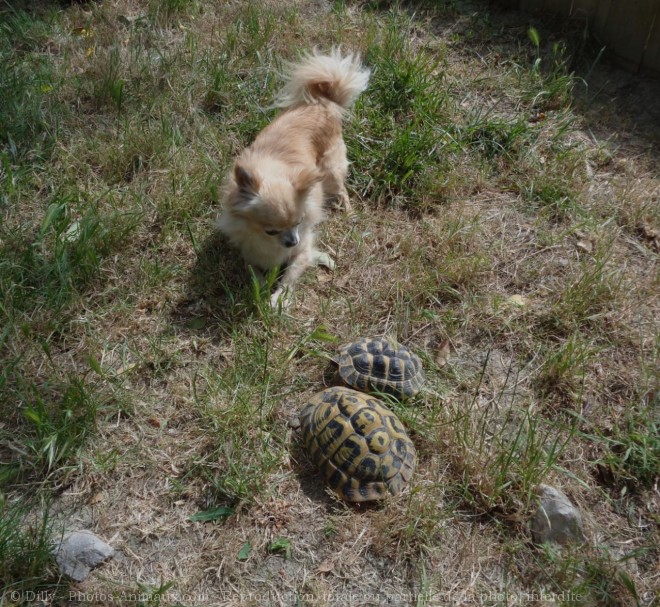 Photo de Chihuahua  poil long