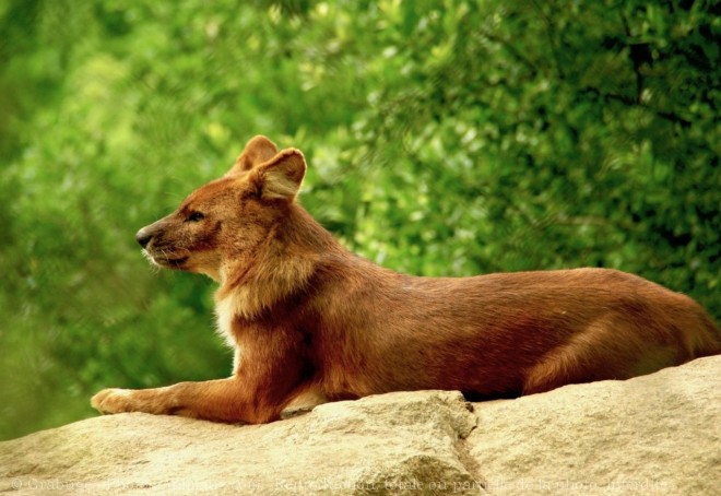 Photo de Dhle - chien sauvage d'asie