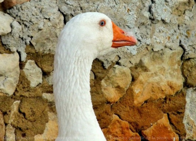 Photo d'Oie blanche