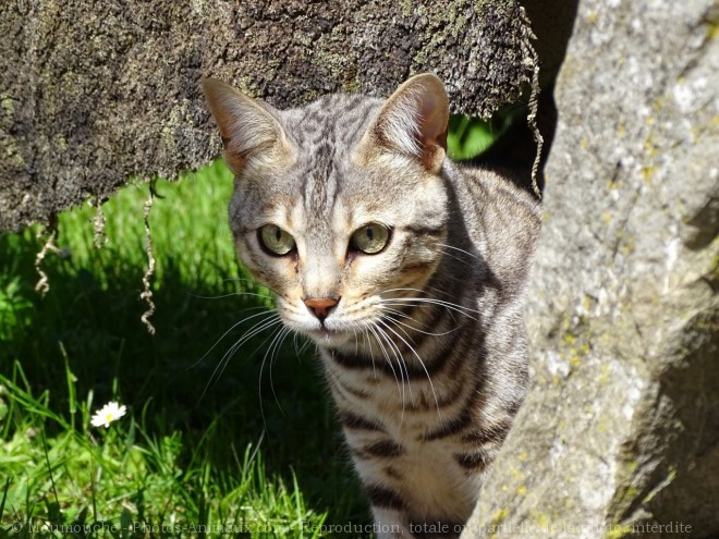 Photo de Bengal