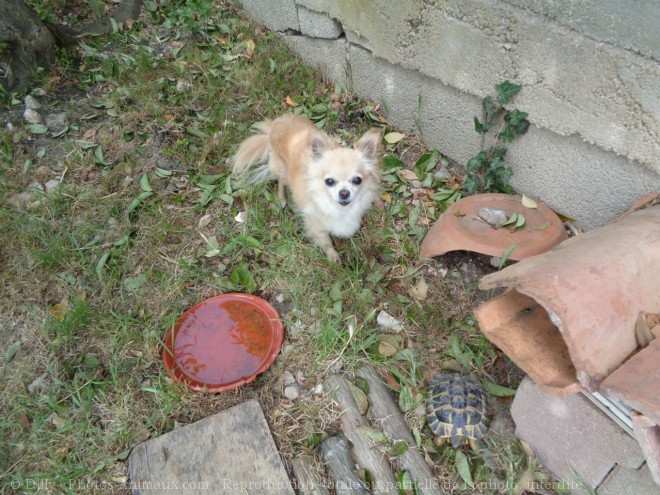 Photo de Chihuahua  poil long