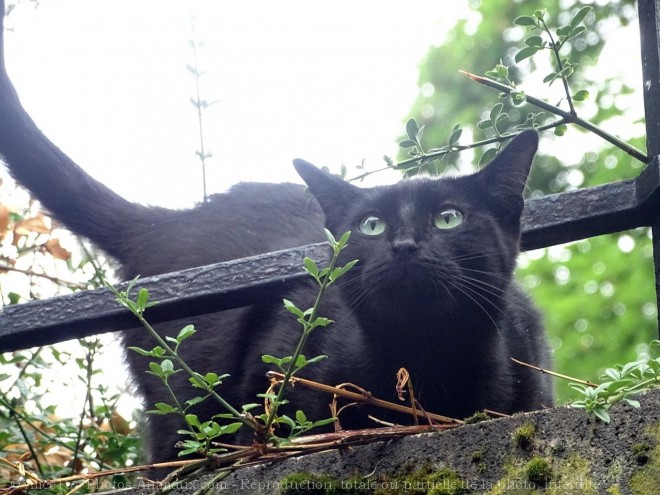 Photo de Chat domestique