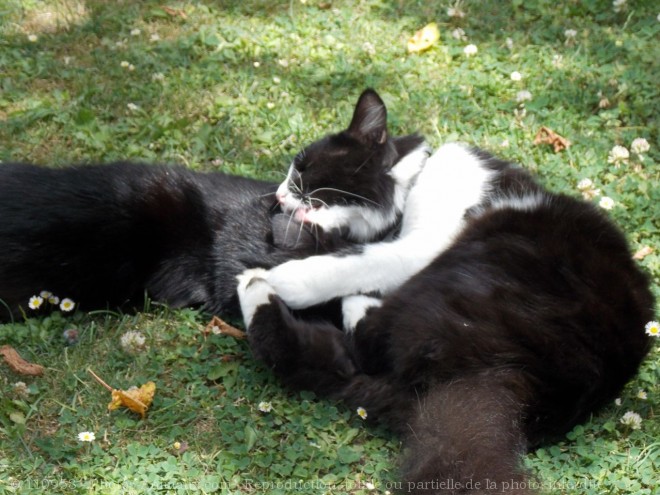 Photo de Chat domestique