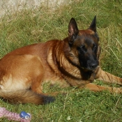 Photo de Berger belge malinois