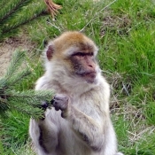 Photo de Singe - magot