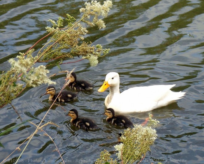 Photo de Canard colvert