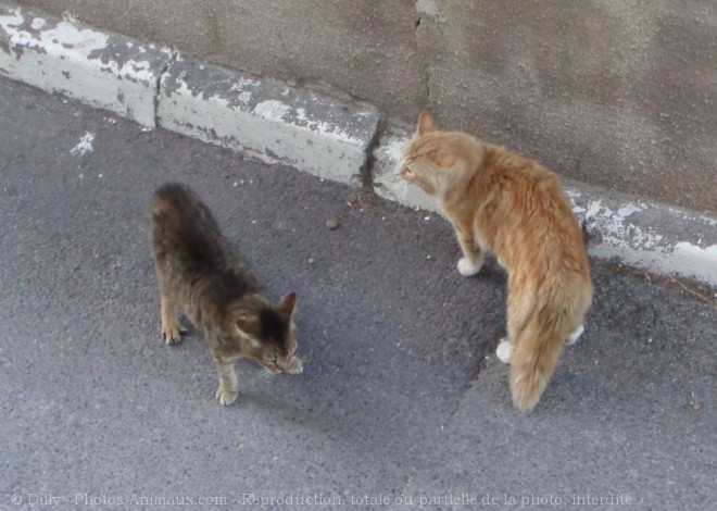 Photo de Chat domestique