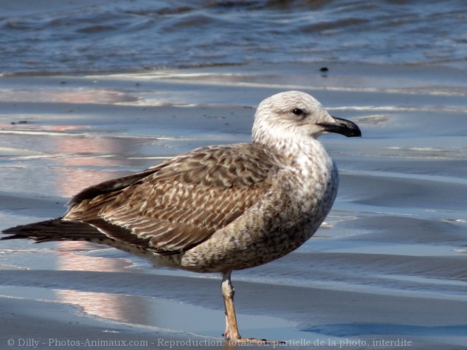 Photo de Mouette