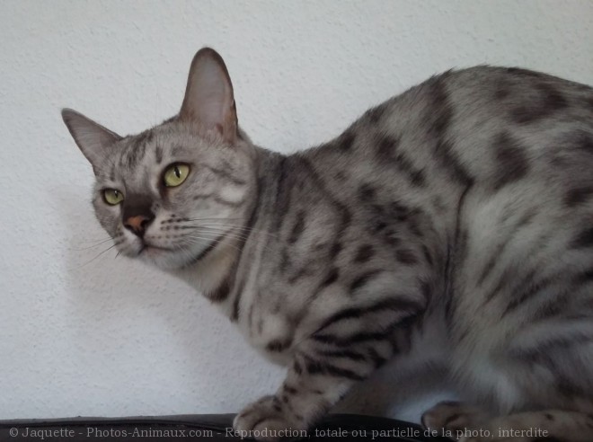 Photo de Bengal