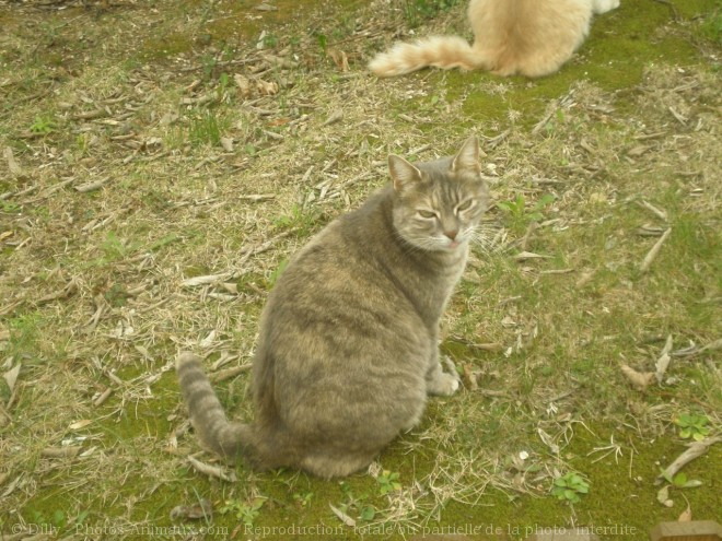 Photo de Chat domestique