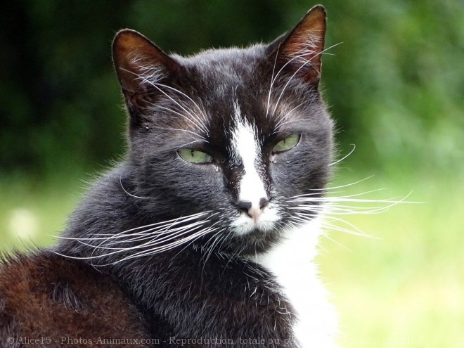 Photo de Chat domestique