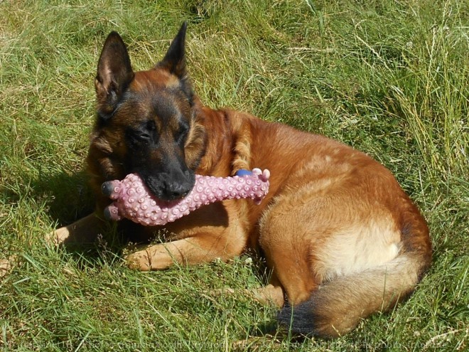 Photo de Berger belge malinois