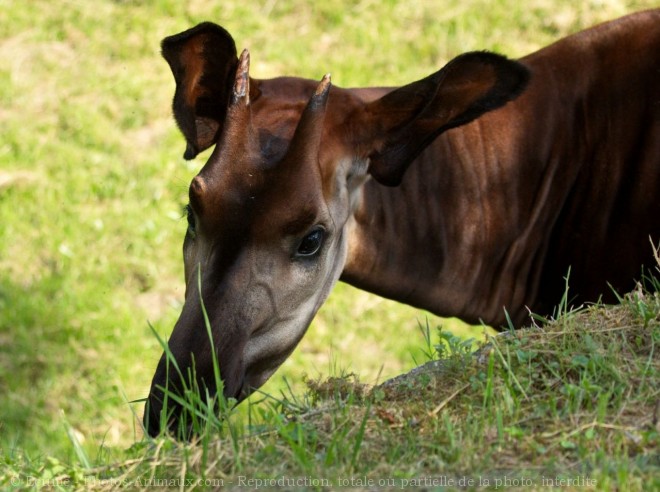 Photo d'Okapi