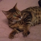 Photo de Bengal