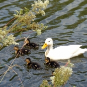 Photo de Canard colvert