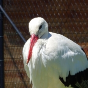 Photo de Cigogne