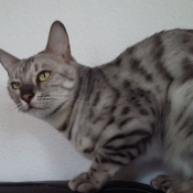 Photo de Bengal