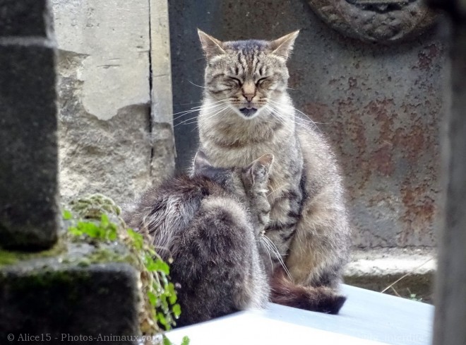 Photo de Chat domestique