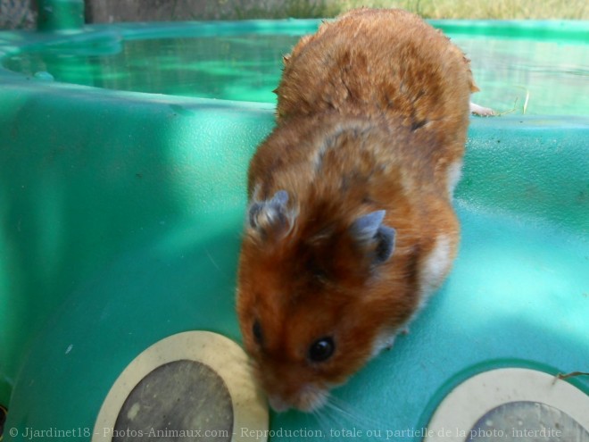 Photo de Hamster