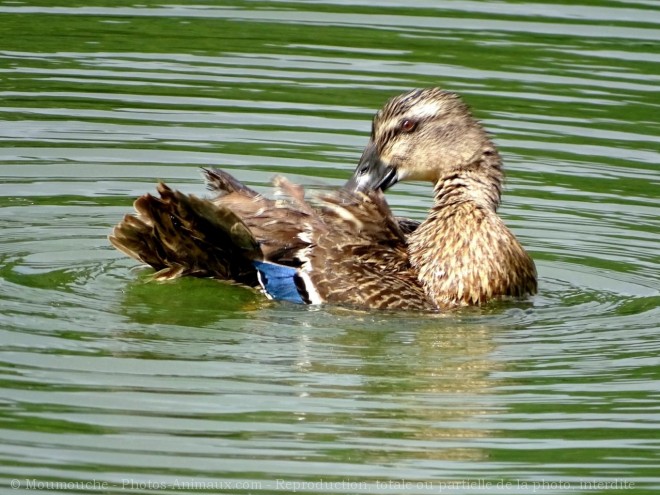 Photo de Canard colvert