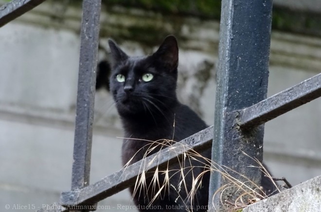 Photo de Chat domestique